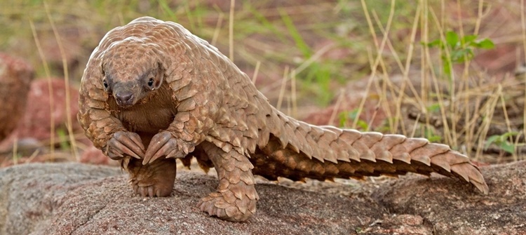 Trivia about Pangolin