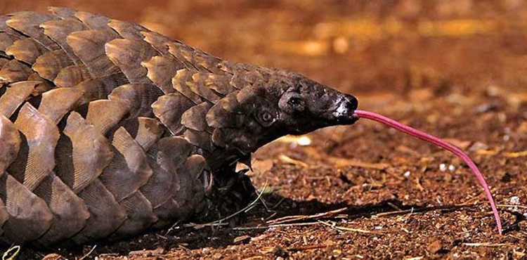 Trivia about Pangolin