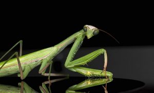 Trivia about Praying Mantis
