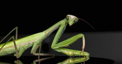 Trivia about Praying Mantis