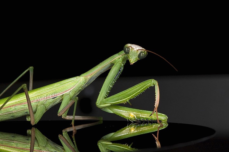 Trivia about Praying Mantis