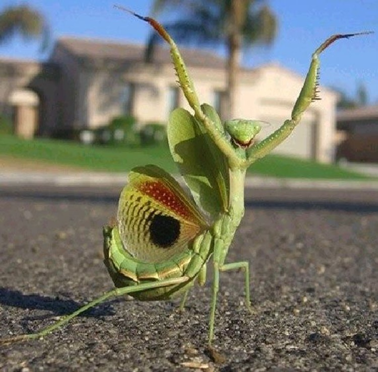 Trivia about Praying Mantis