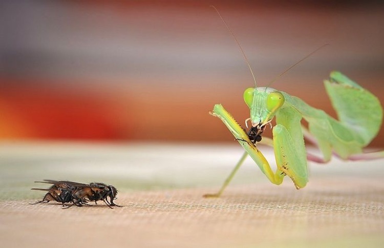 Trivia about Praying Mantis