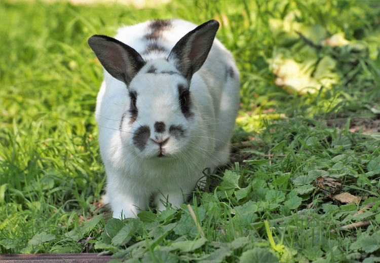 Trivia about Rabbits