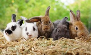 Trivia about Rabbits