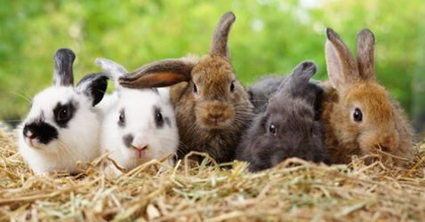 Trivia about Rabbits