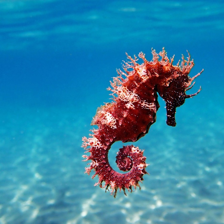 Trivia about Seahorse