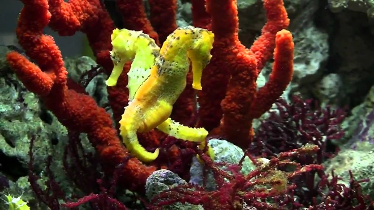 Trivia about Seahorse
