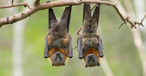 Trivia about bats