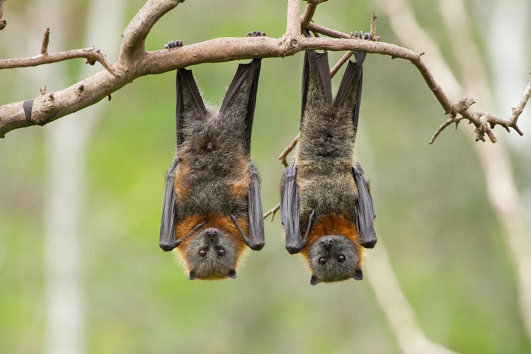 Trivia about bats