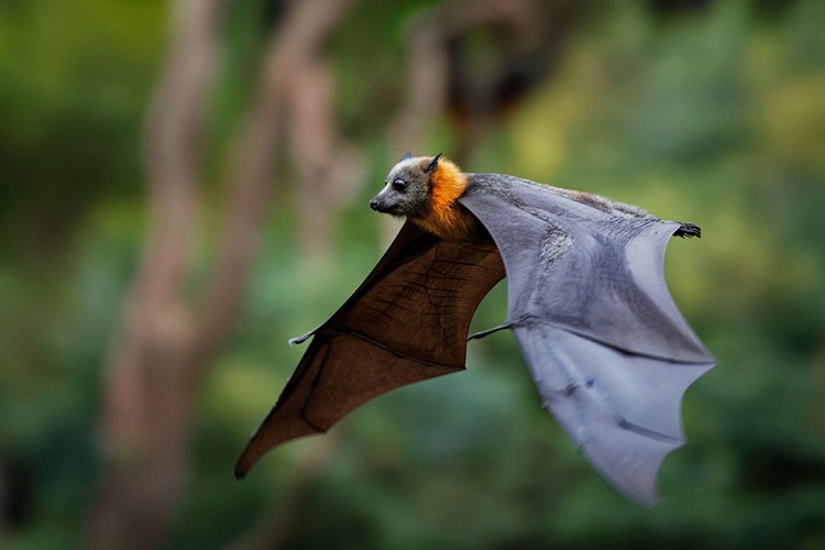 Trivia about bats