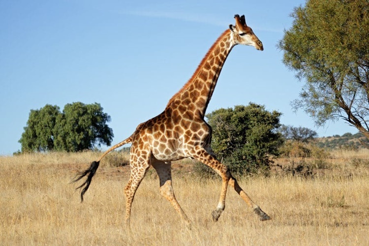 Trivia about giraffes