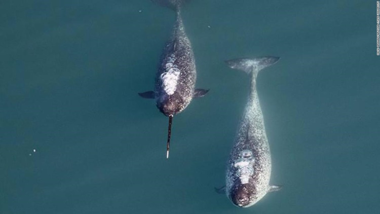 Whale