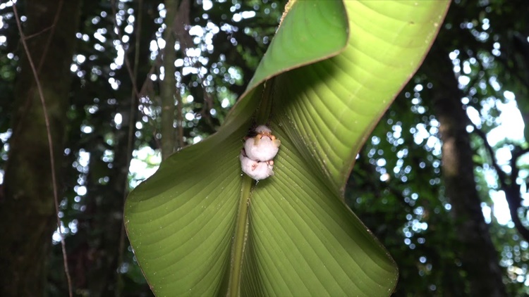 White Bat