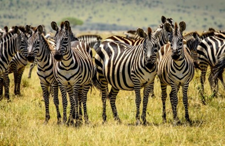 Zebra