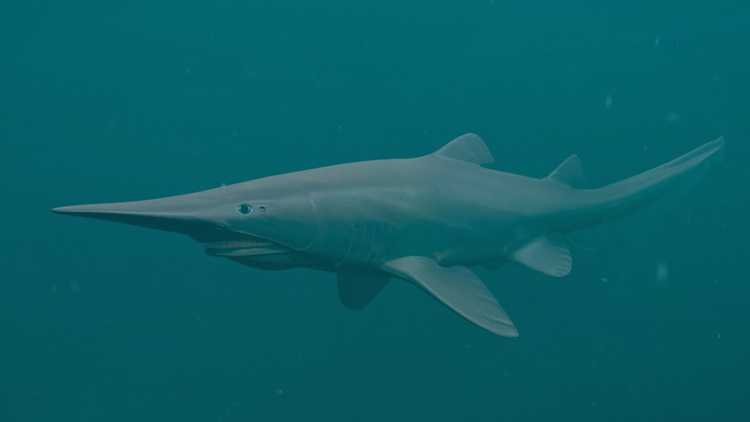 Goblin Sharks