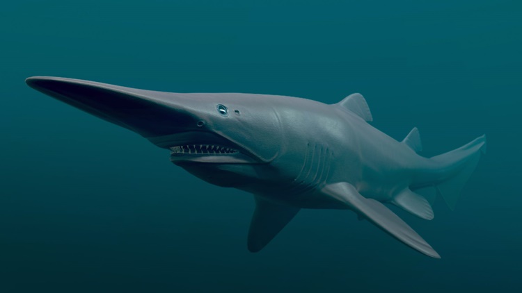 Goblin Sharks