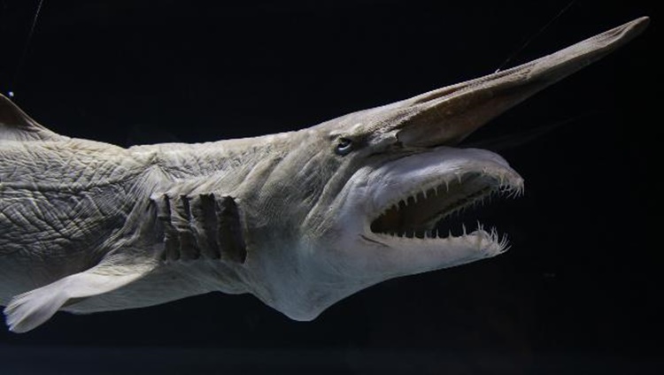 Goblin Sharks