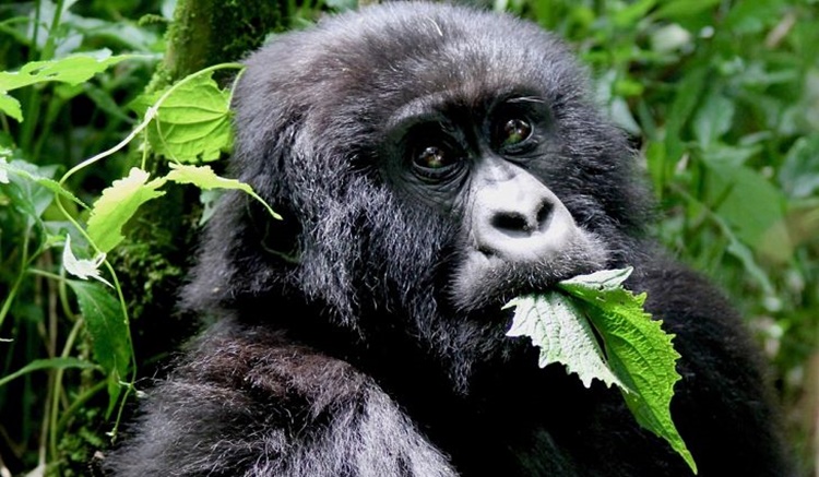 Gorilla