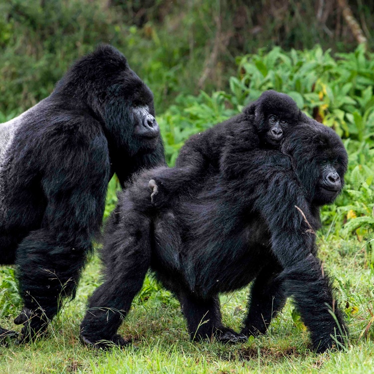 Gorilla Chimba Park