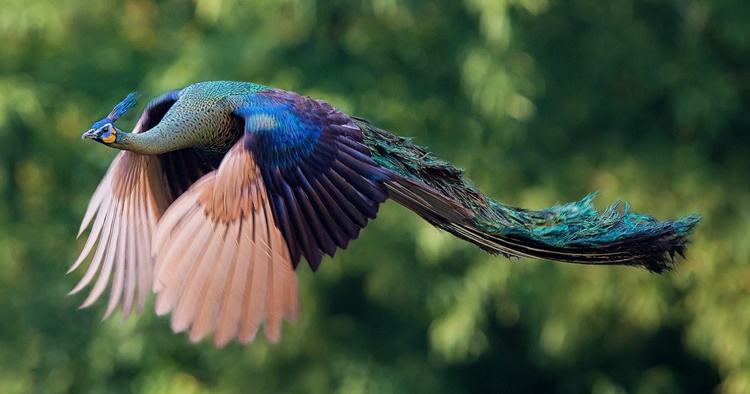 Peacock