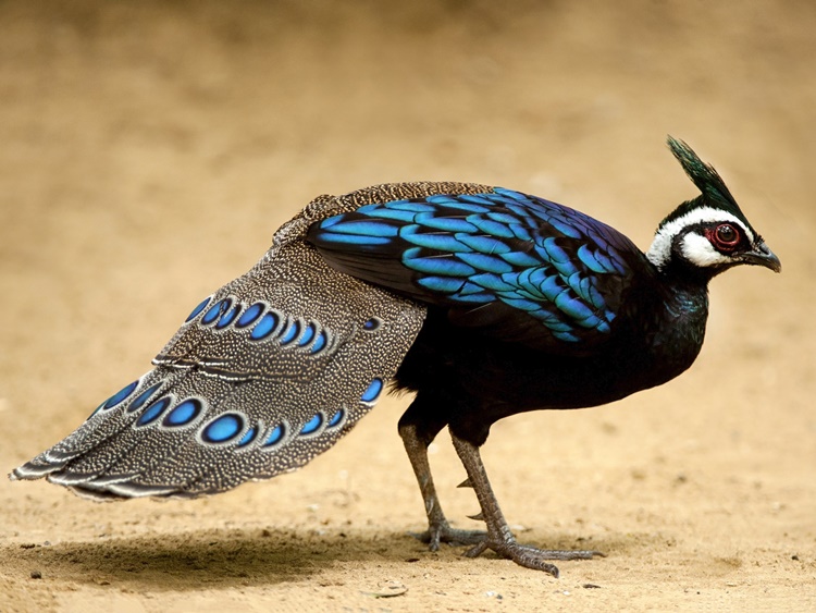 Peacock