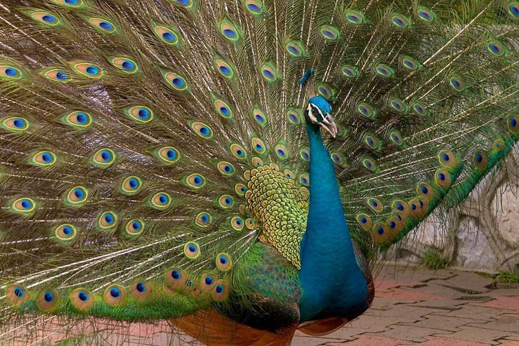 Peacock