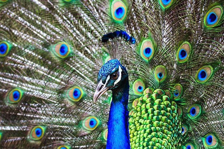 Peacock