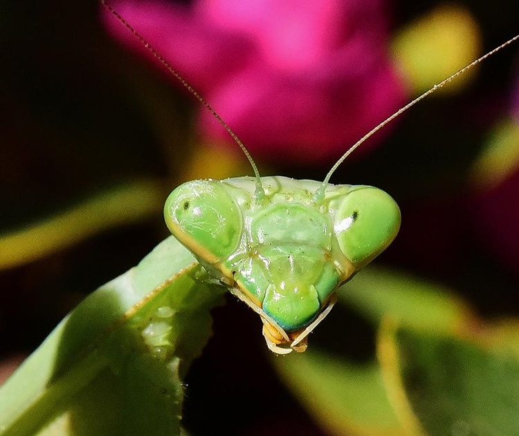 praying mantis