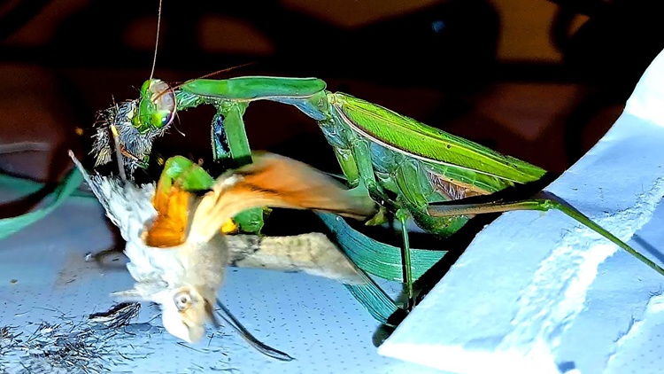 praying mantis