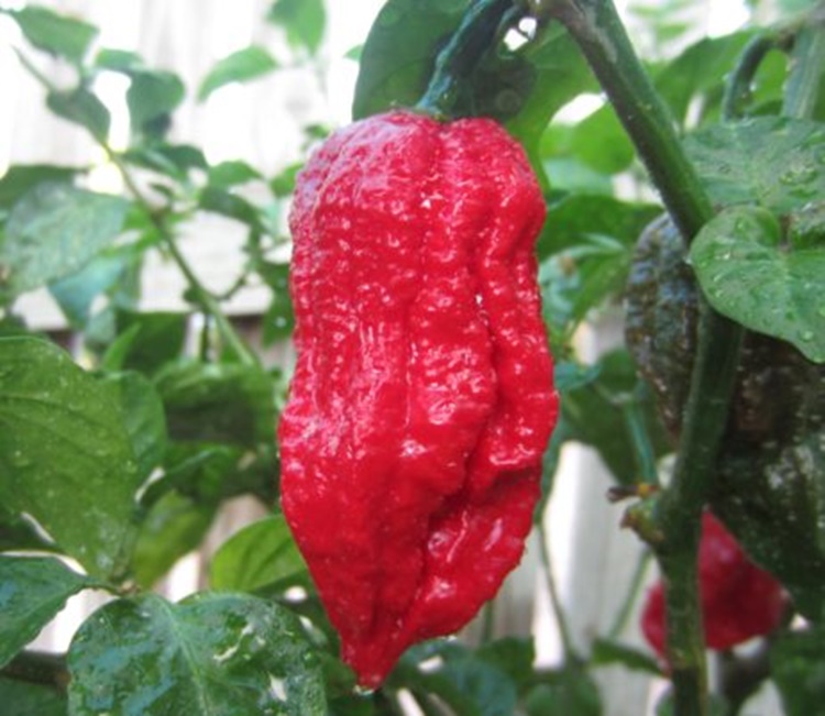 7 Pot Barrackpore Pepper - Hottest Pepper in the World