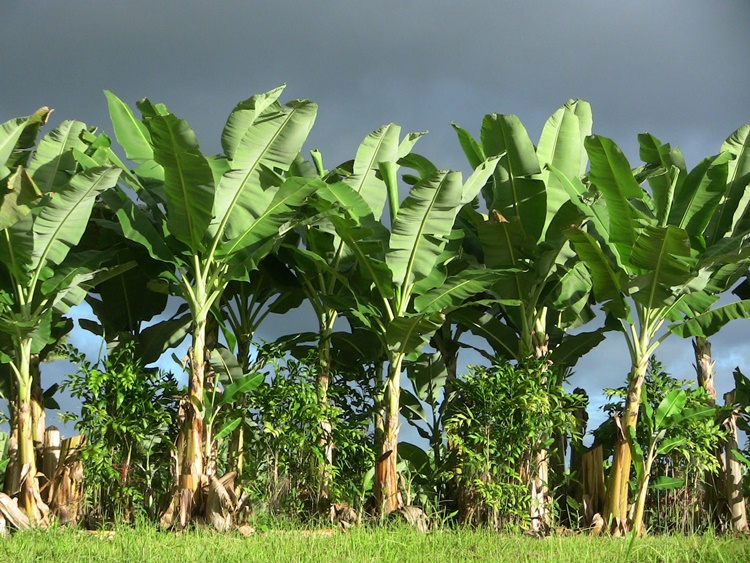 Banana Plant