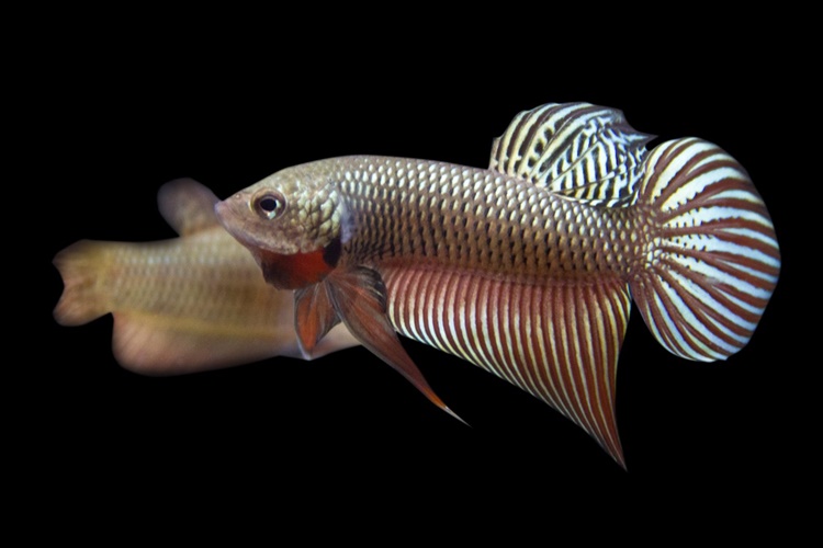 Betta Smaragdina