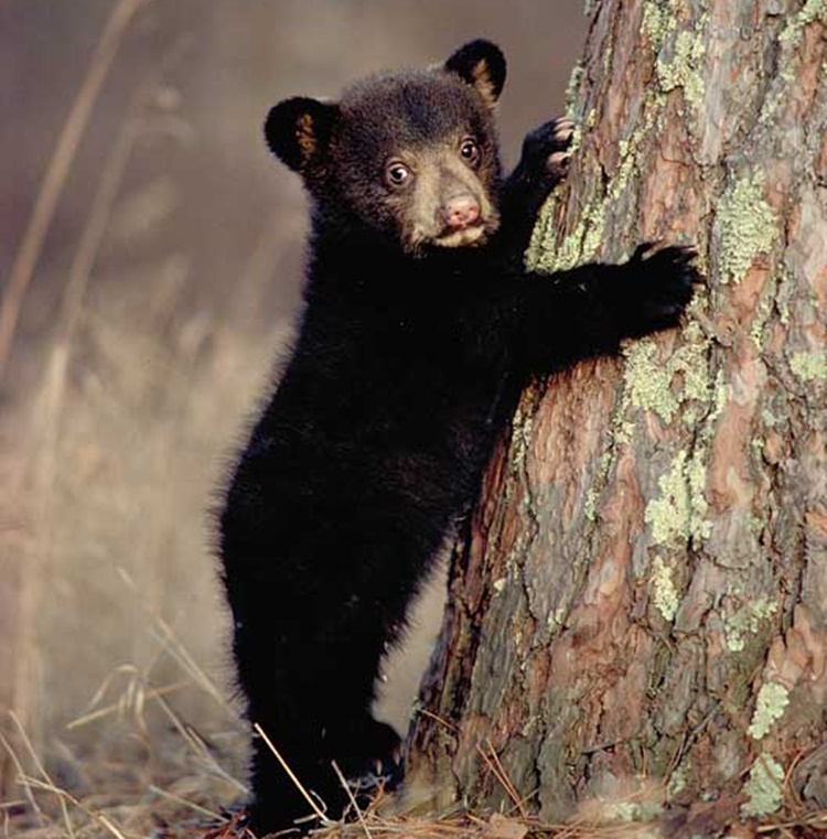 Black bears