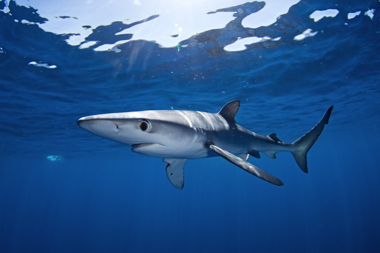 Blue Shark - Types of Sharks