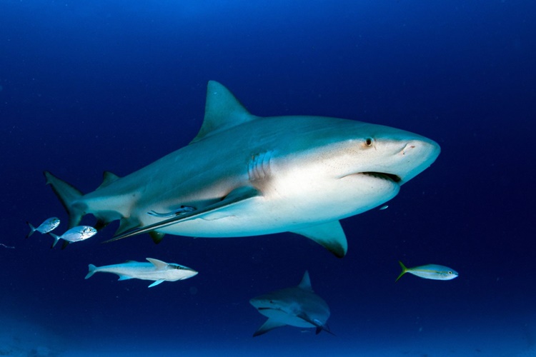 Bull Shark - Types of Sharks