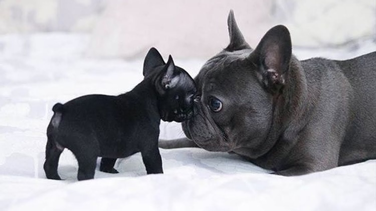 Bulldog