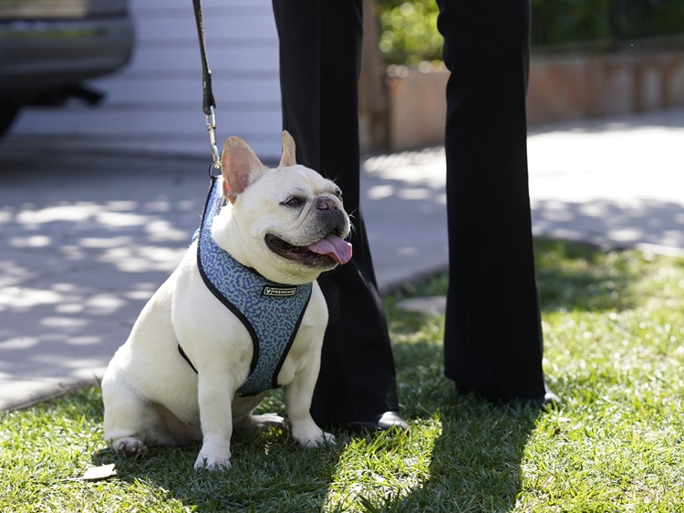 Bulldog