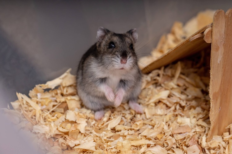 Campbell’s Dwarf Hamster - Types of Hamsters