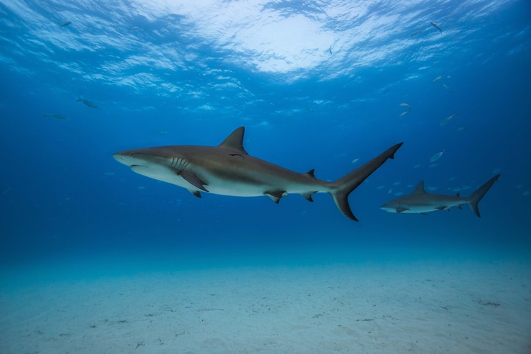 Caribbean Reef Shark