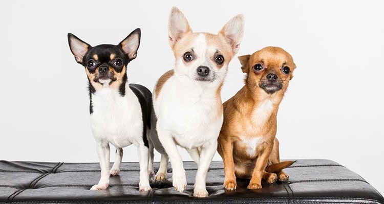 Chihuahuas