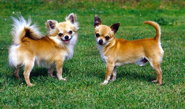 Chihuahuas