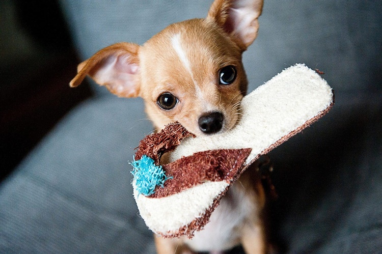 Chihuahuas