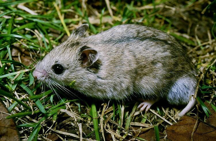 Chinese Striped Hamster - Types of Hamsters
