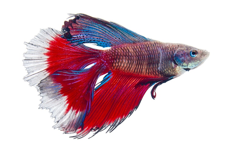 Double Tail Betta - Kinds of Betta Fish