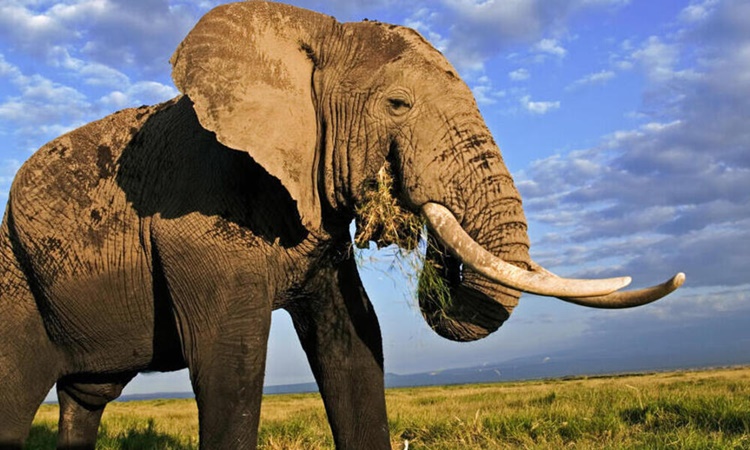 Elephant - Amazing Trivia
