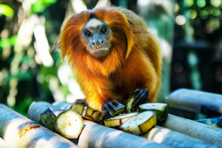 Facts about Golden Lion Tamarin