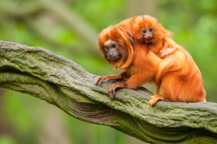 Facts about Golden Lion Tamarin
