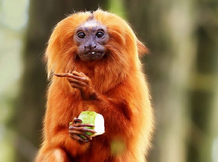 Facts about Golden Lion Tamarin