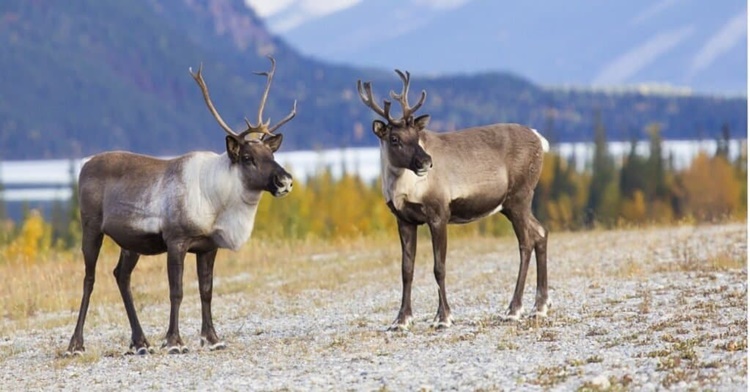 Facts about Reindeer